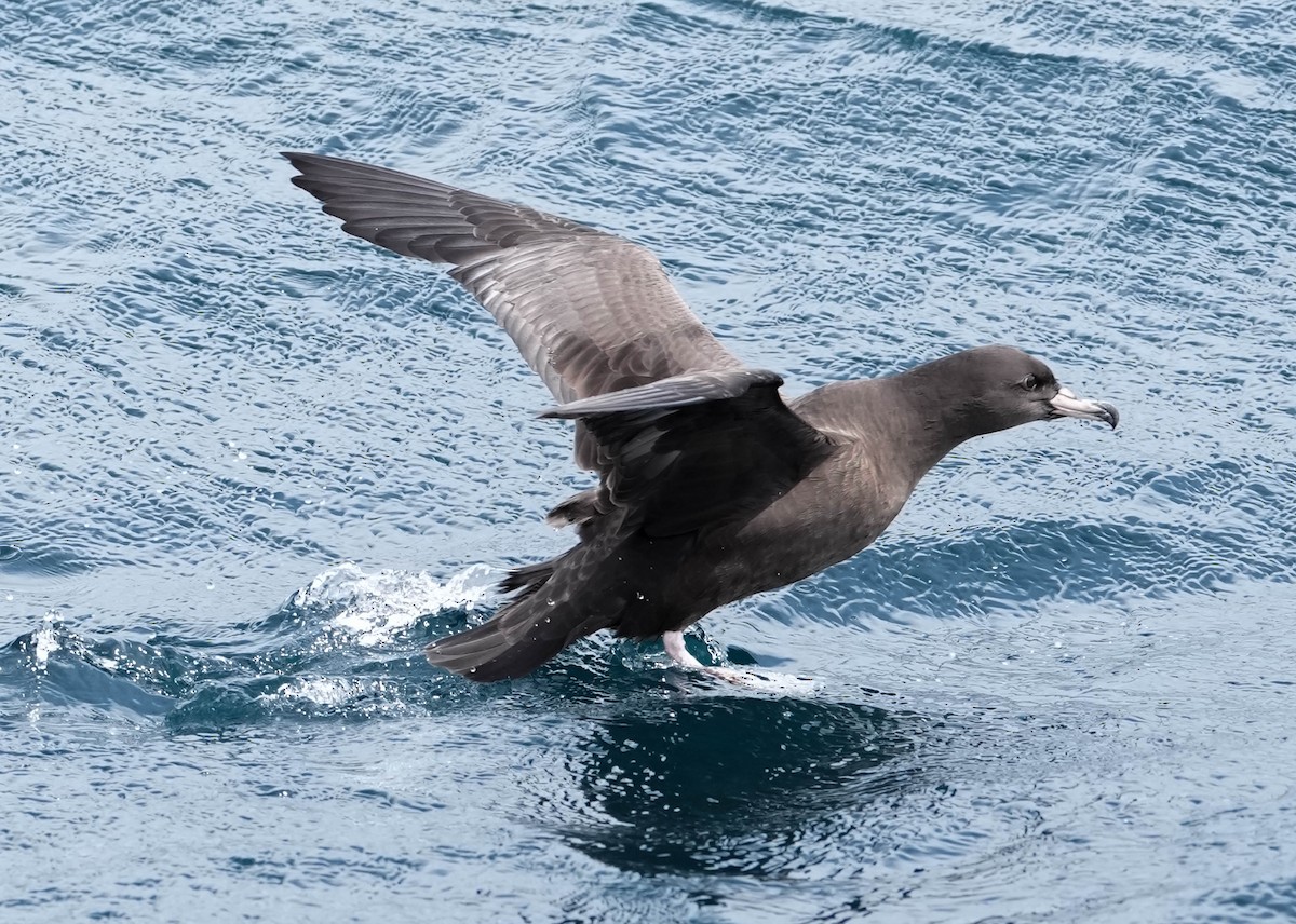 Parkinson's Petrel - ML609740709