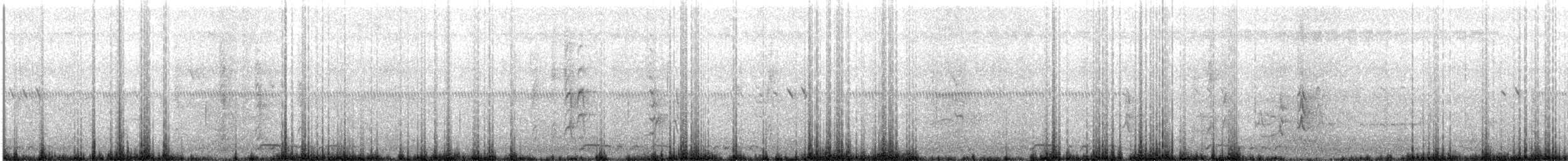 Pied Triller - ML609740736