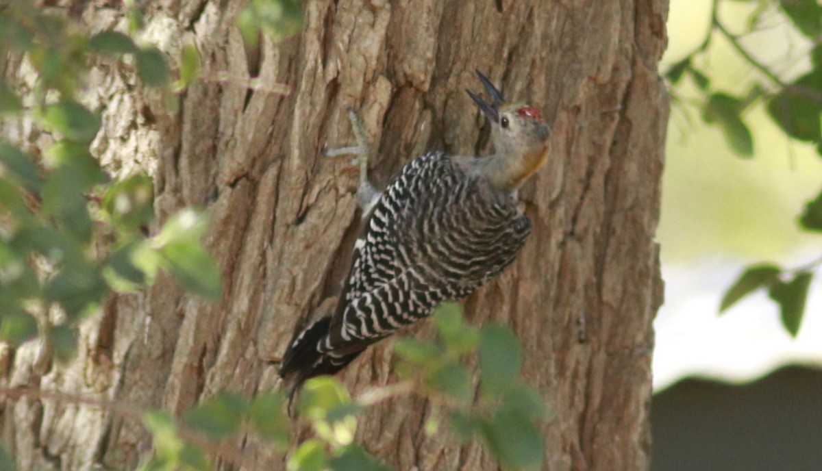 Golden-fronted Woodpecker - ML609740759