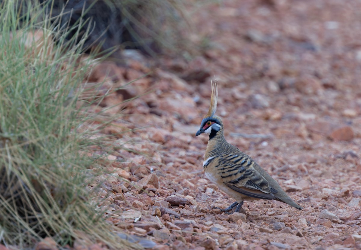 Spinifex Pigeon - ML609740929