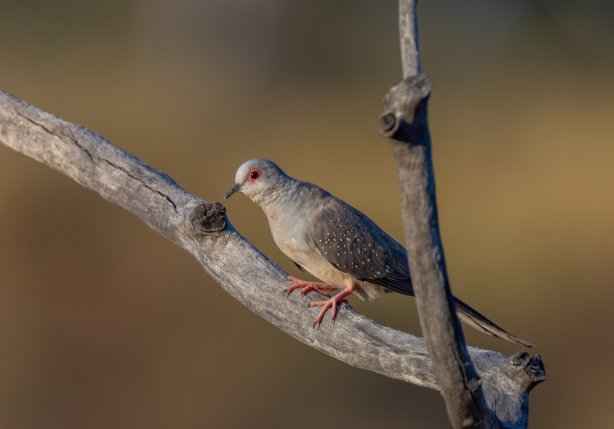 Diamond Dove - ML609740937