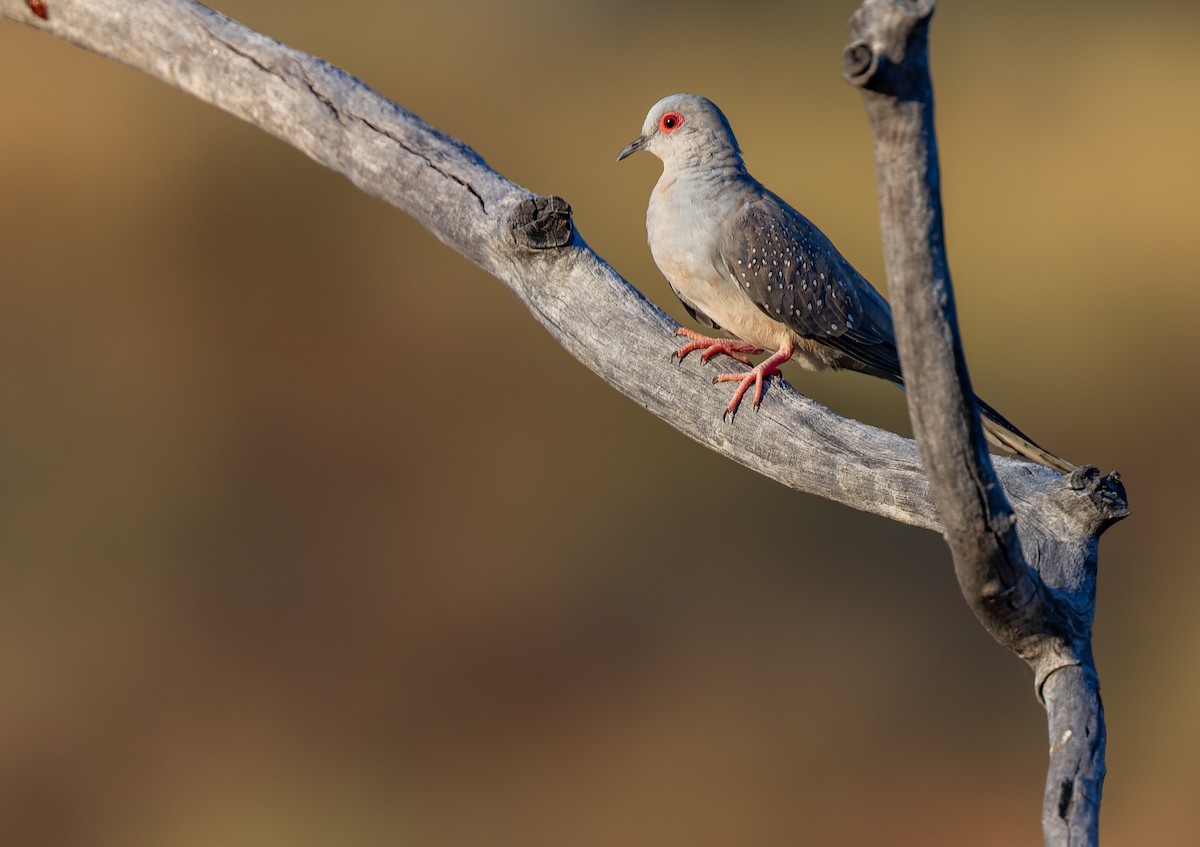 Diamond Dove - ML609740939