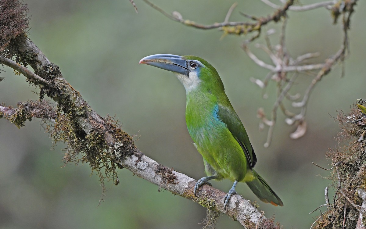 Toucanet à ceinture bleue - ML609740956