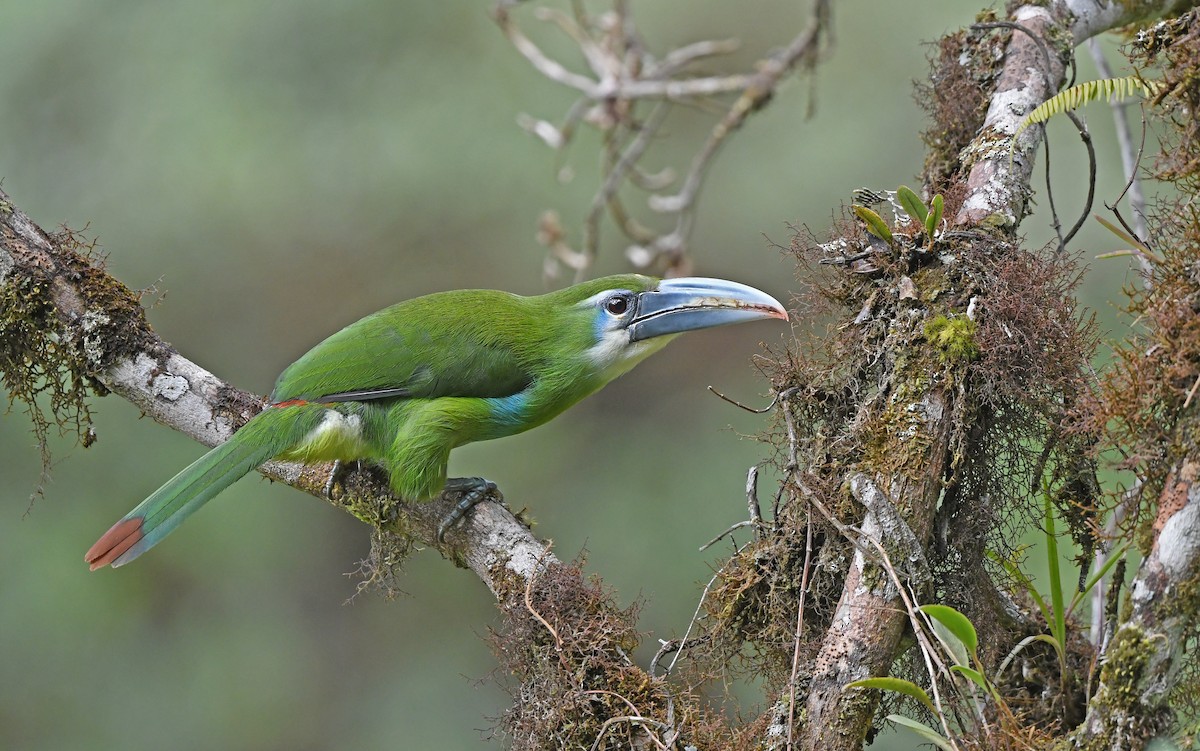 Toucanet à ceinture bleue - ML609740957
