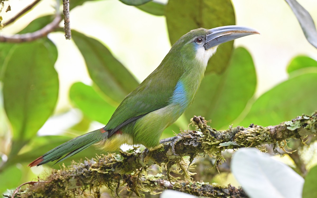 Toucanet à ceinture bleue - ML609740963