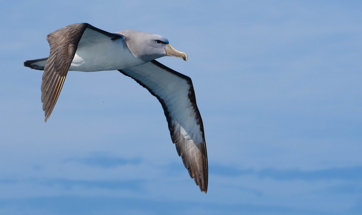 Salvin's Albatross - ML609740972