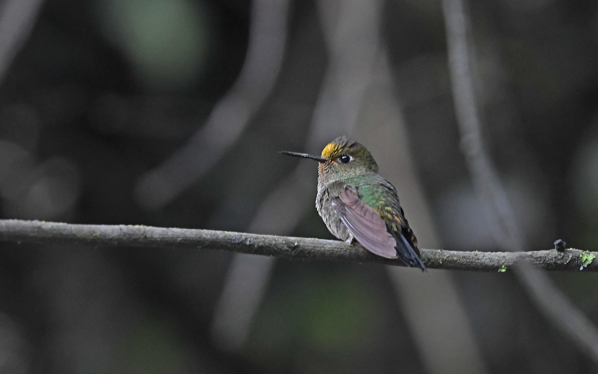 Buff-thighed Puffleg - ML609740988