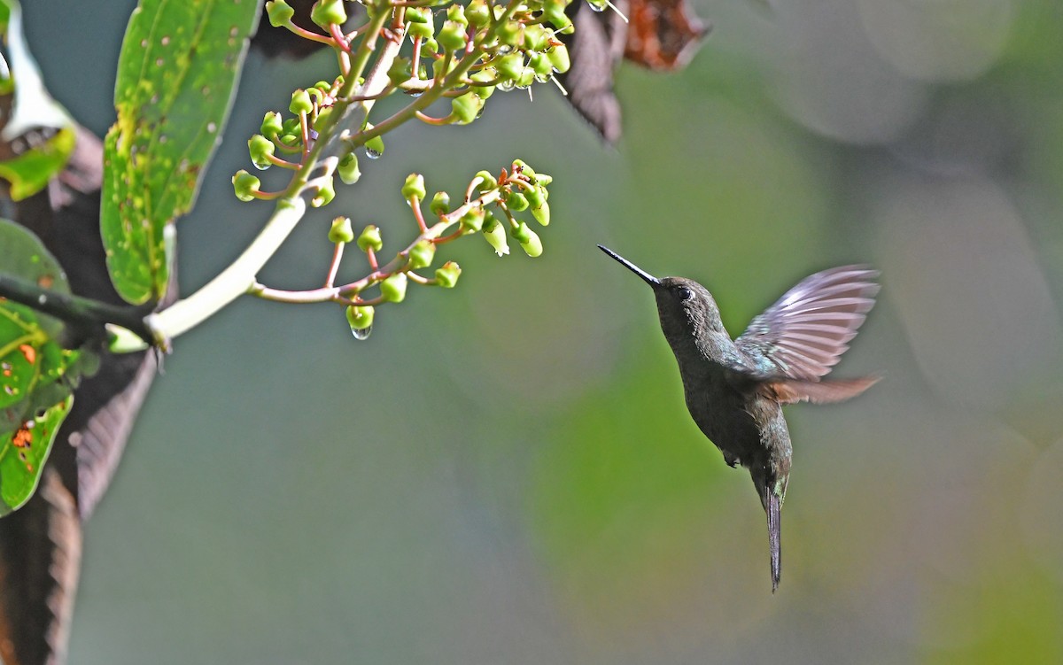 Buff-thighed Puffleg - ML609740998