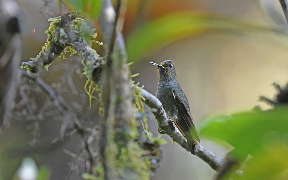 Buff-thighed Puffleg - Christoph Moning