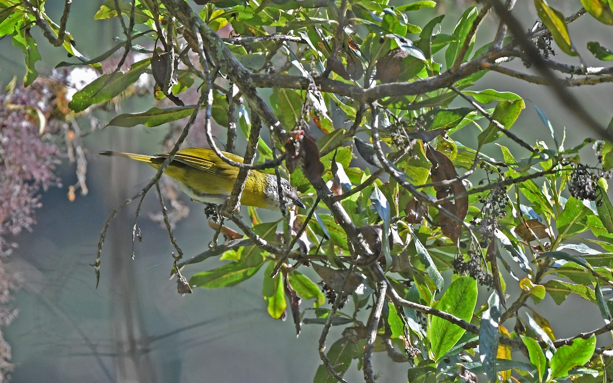 Common Chlorospingus (Southern Peru) - ML609741012