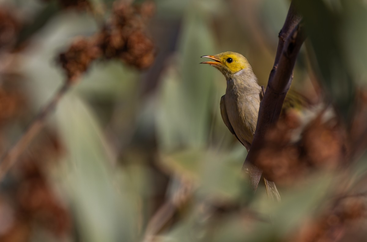 White-plumed Honeyeater - Geoff Dennis