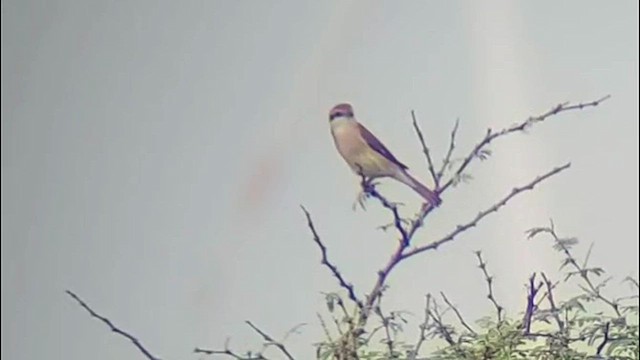 Red-tailed Shrike - ML609741078