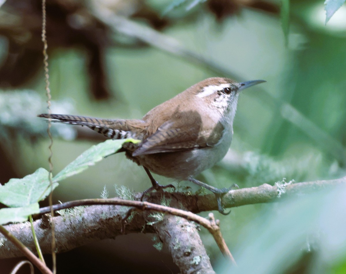 Bewick's Wren - ML609741116