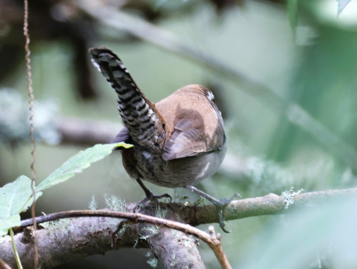 Bewick's Wren - ML609741122