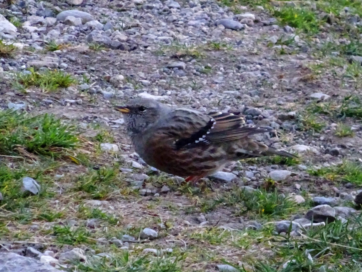 Alpine Accentor - ML609741176