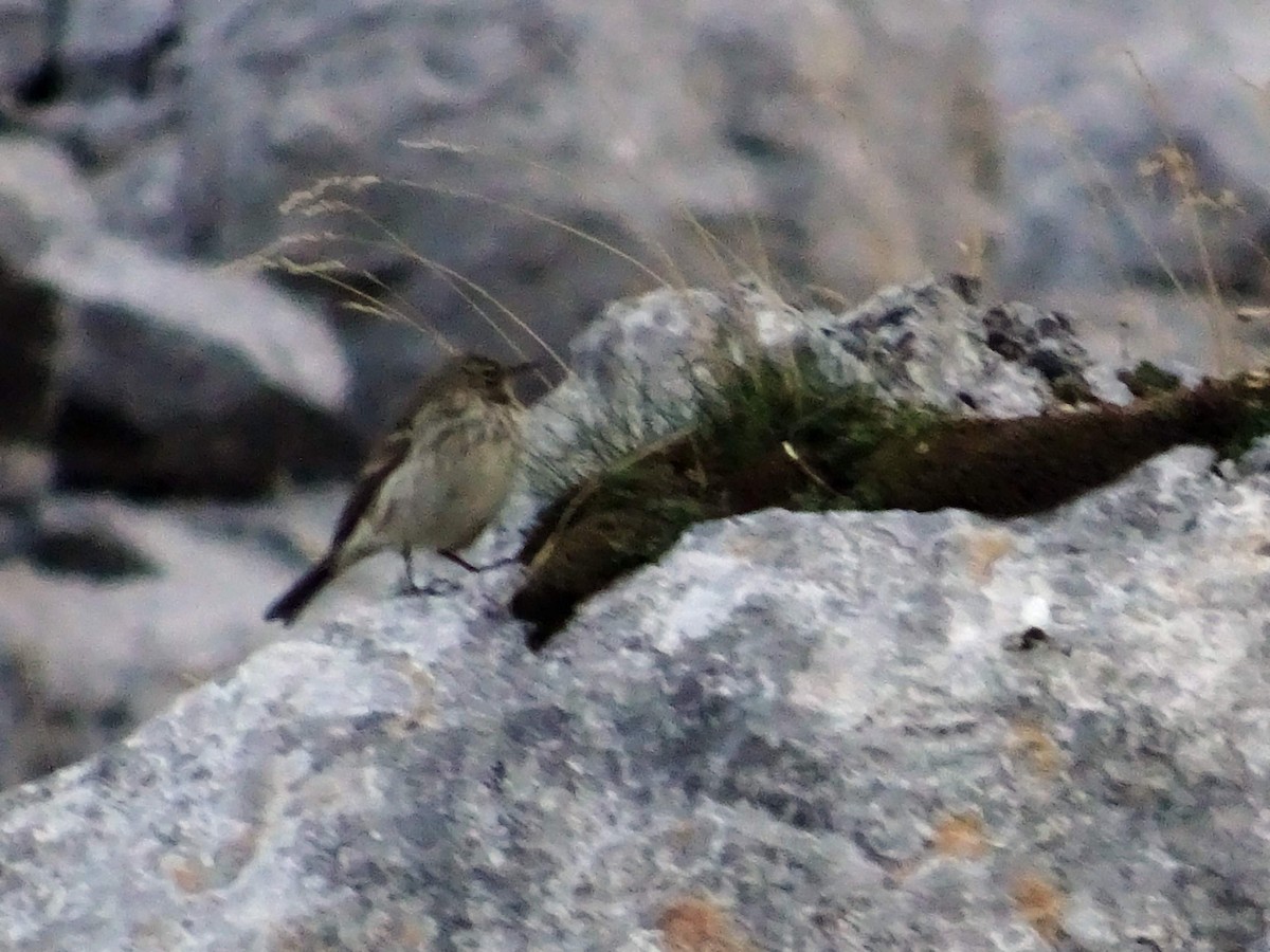 Water Pipit - ML609741178