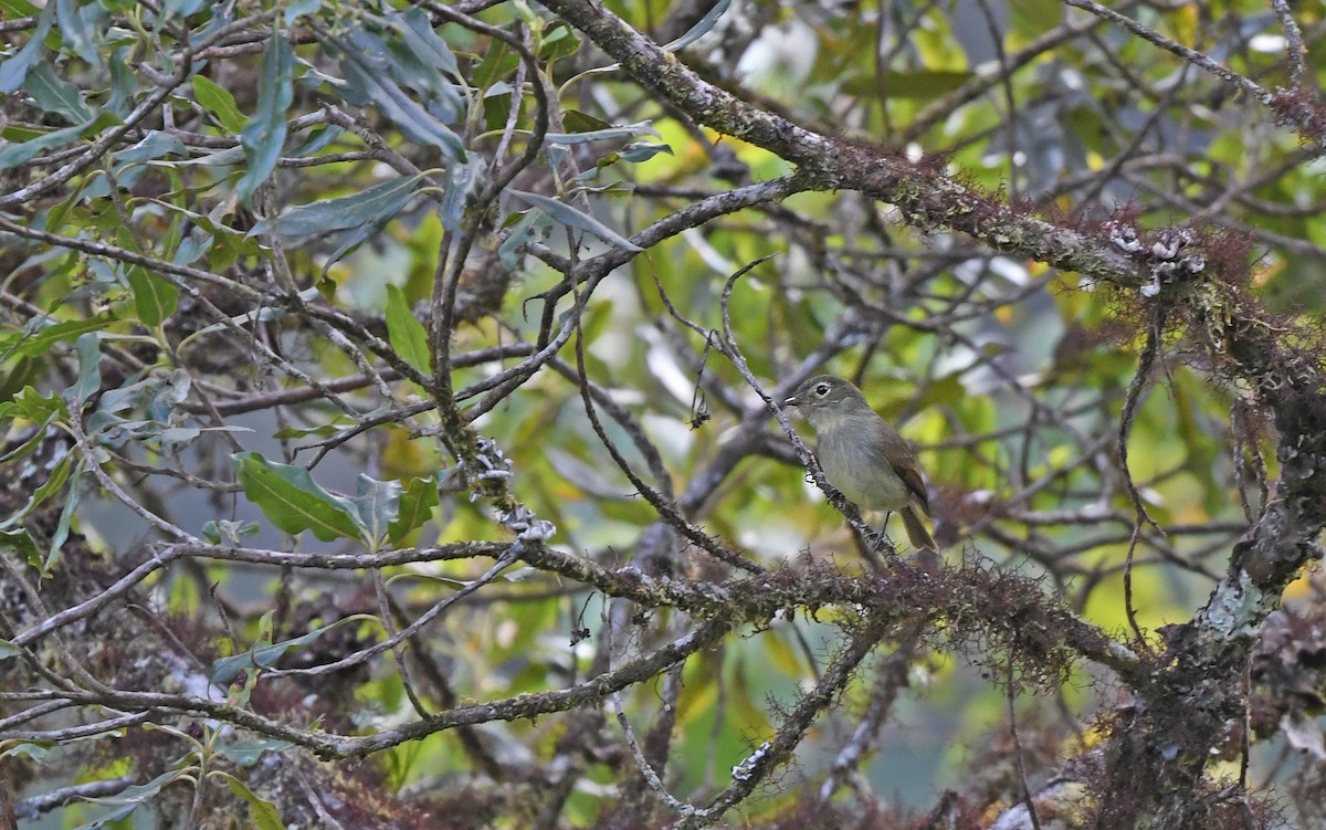 Unadorned Flycatcher - ML609741187