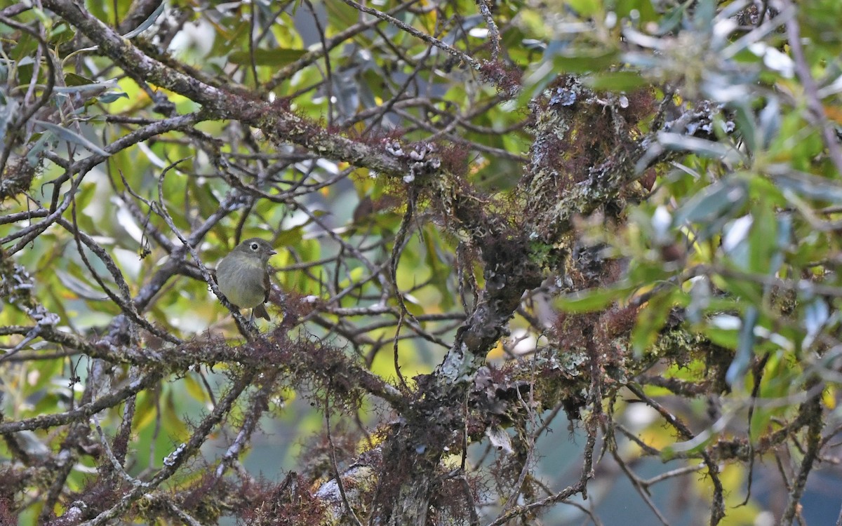 Unadorned Flycatcher - ML609741188