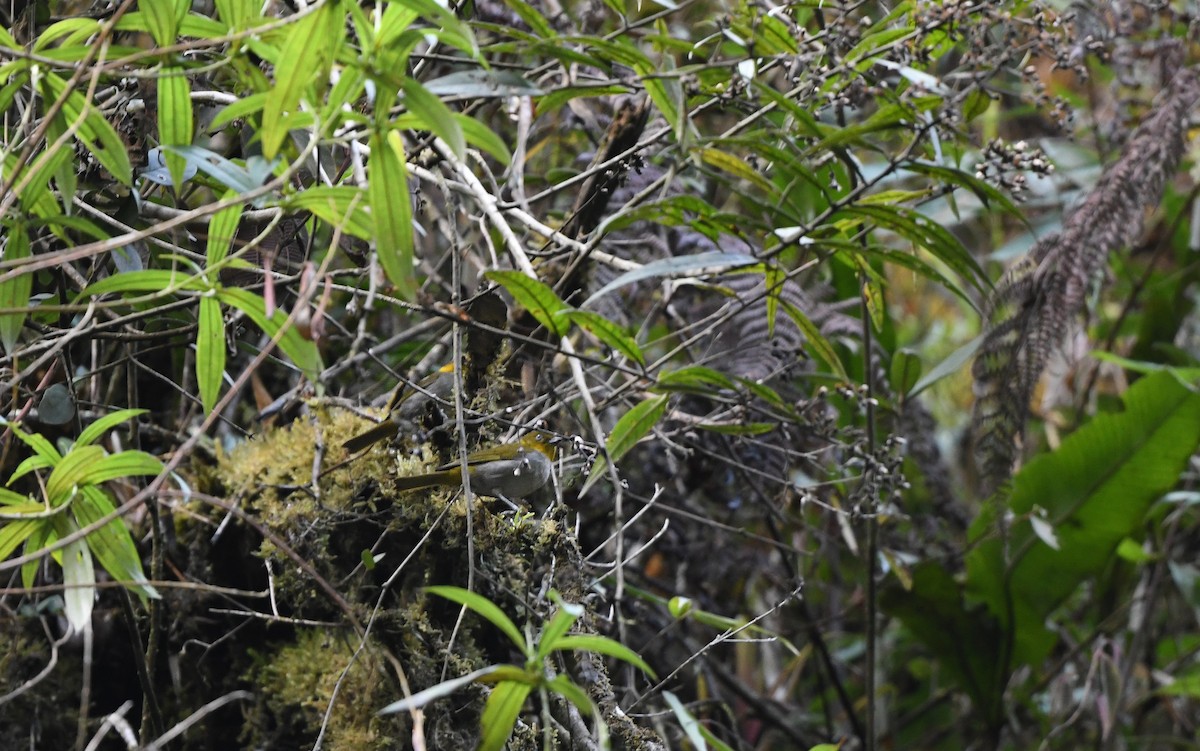 Short-billed Chlorospingus - Christoph Moning