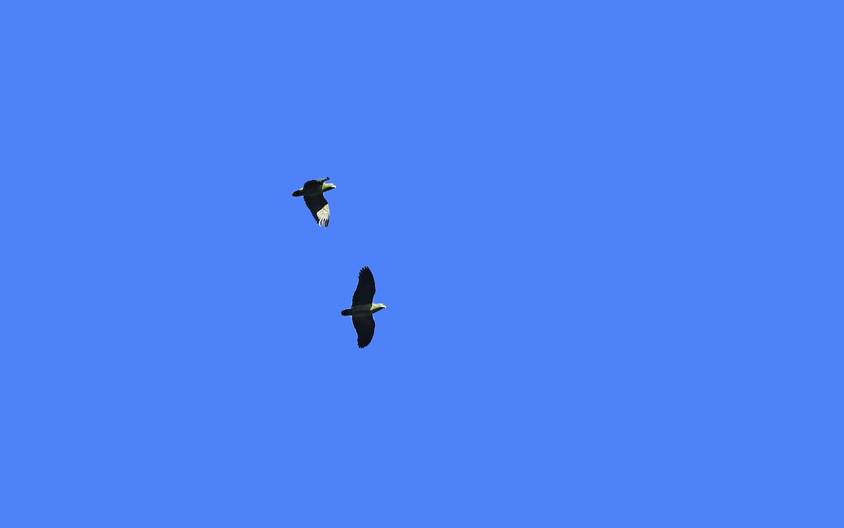 Scaly-naped Amazon - ML609741211