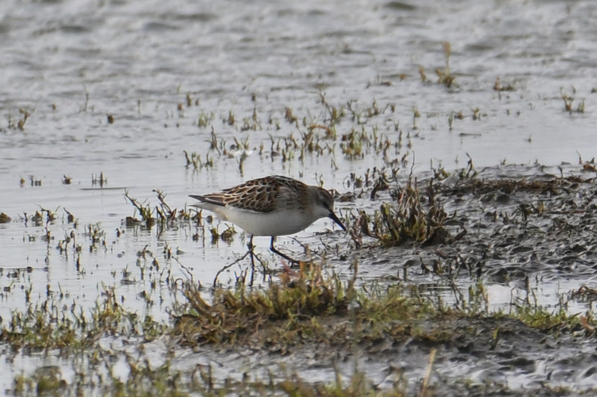 Little Stint - Mathias Haffner