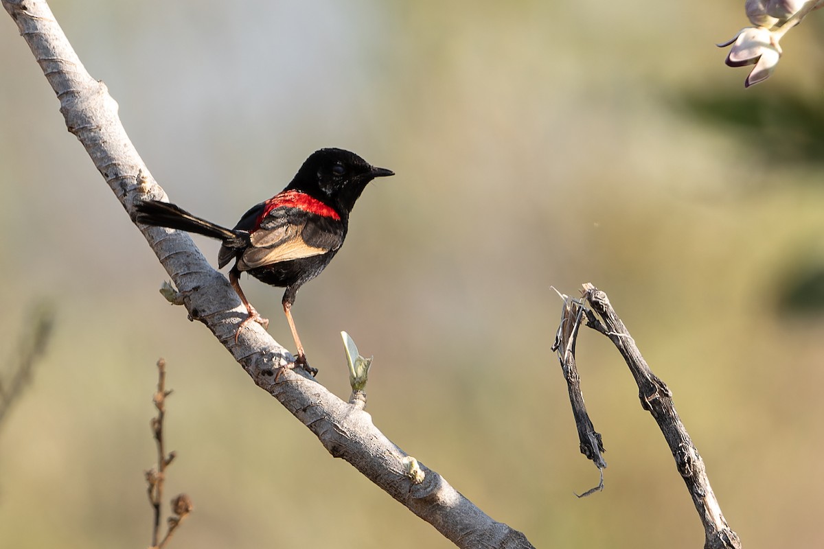 Red-backed Fairywren - ML609741579