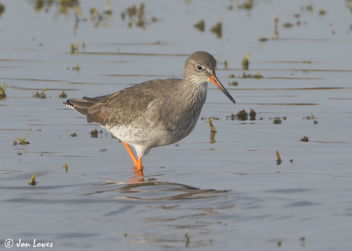 Common Redshank - ML609741645