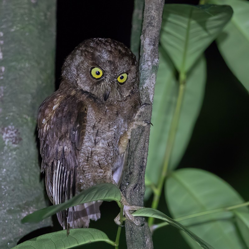 Principe Scops-Owl - Paul van Giersbergen