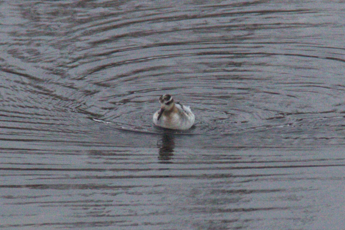 Red Phalarope - Joseph Ransdell-Green