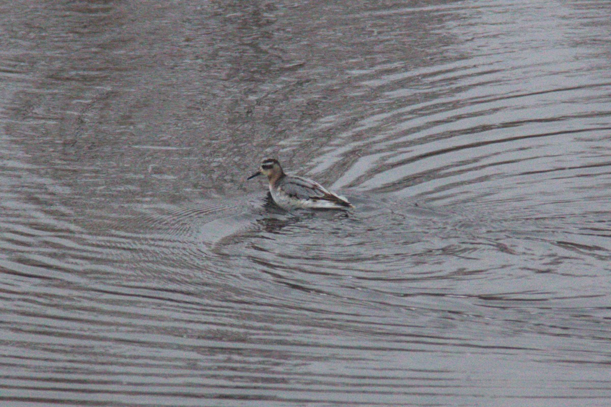 Red Phalarope - Joseph Ransdell-Green