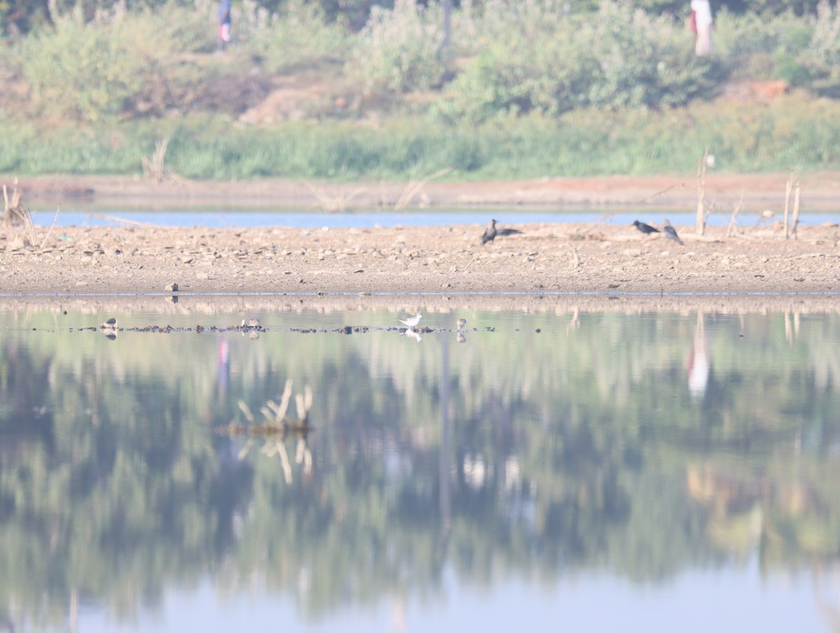 Red-necked Phalarope - ML609742440