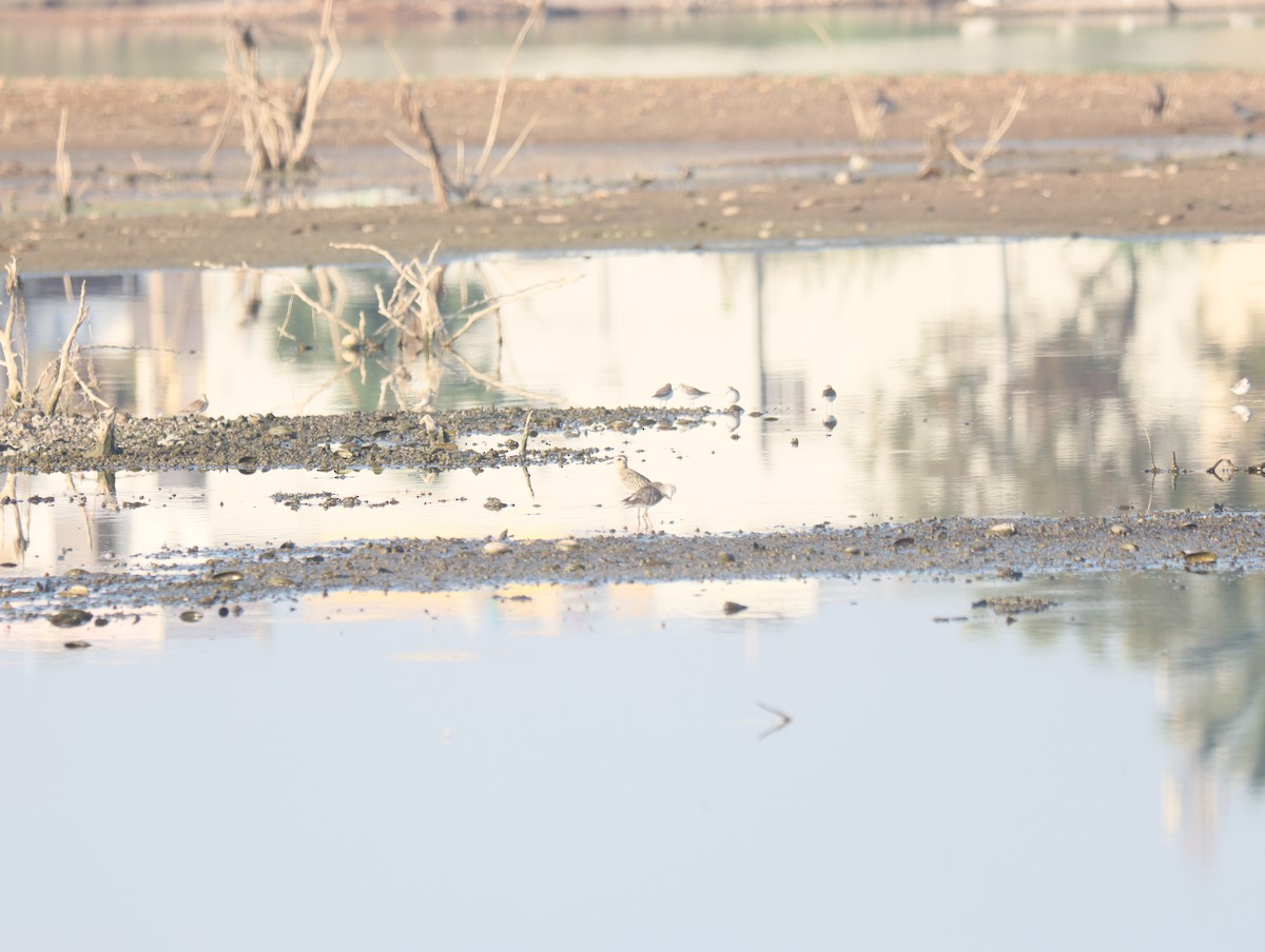 Pacific Golden-Plover - KARTHIKEYAN R