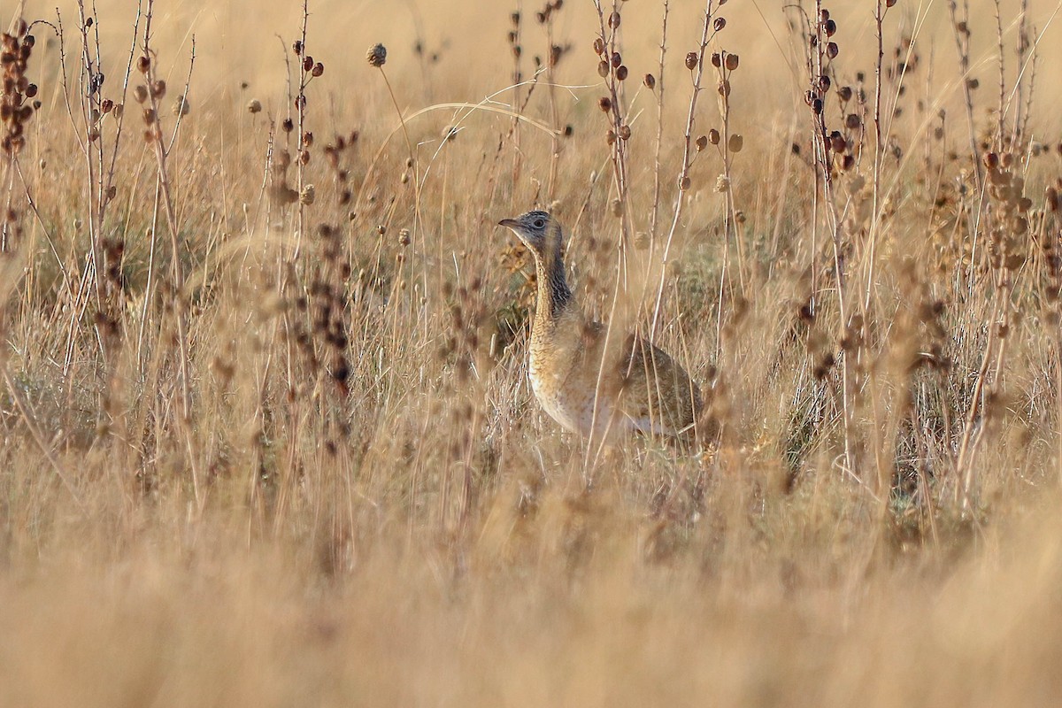 Little Bustard - ML609742598