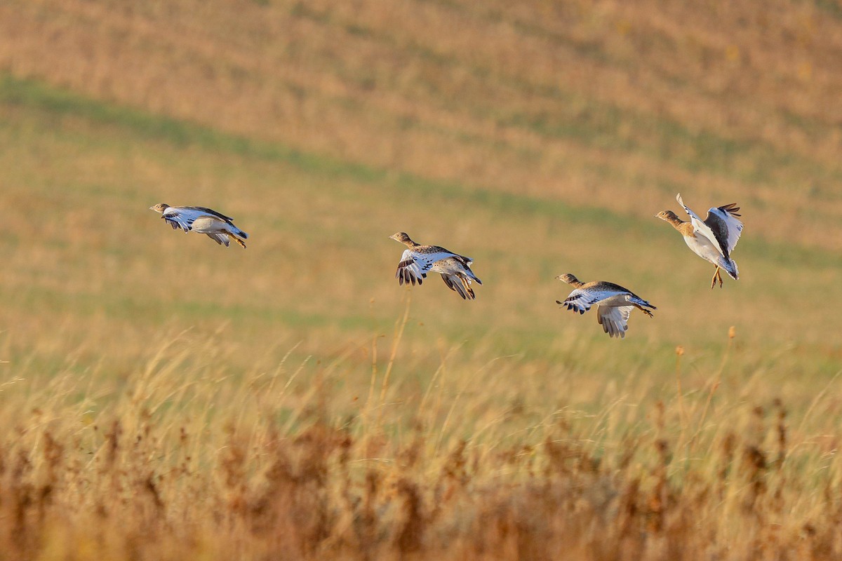 Little Bustard - ML609742599