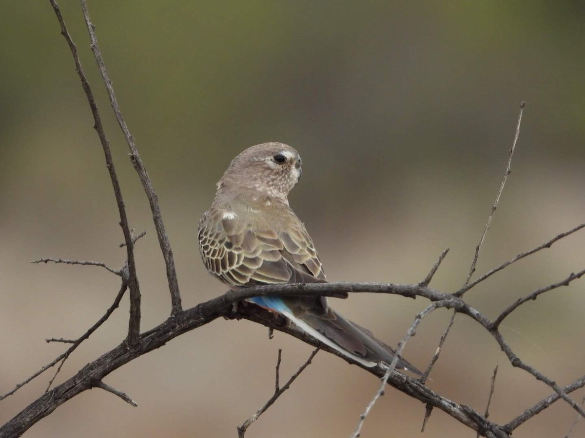 Bourke's Parrot - ML609742622