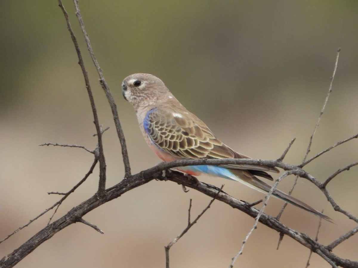 Bourke's Parrot - ML609742623