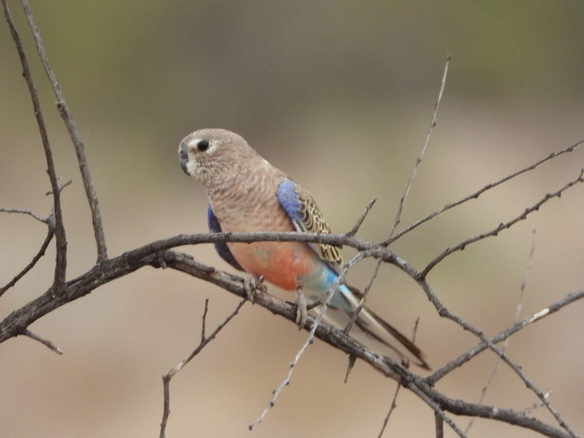 Bourke's Parrot - ML609742624