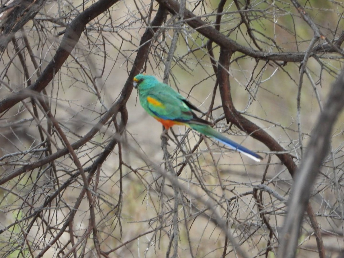 Mulga Parrot - ML609742628