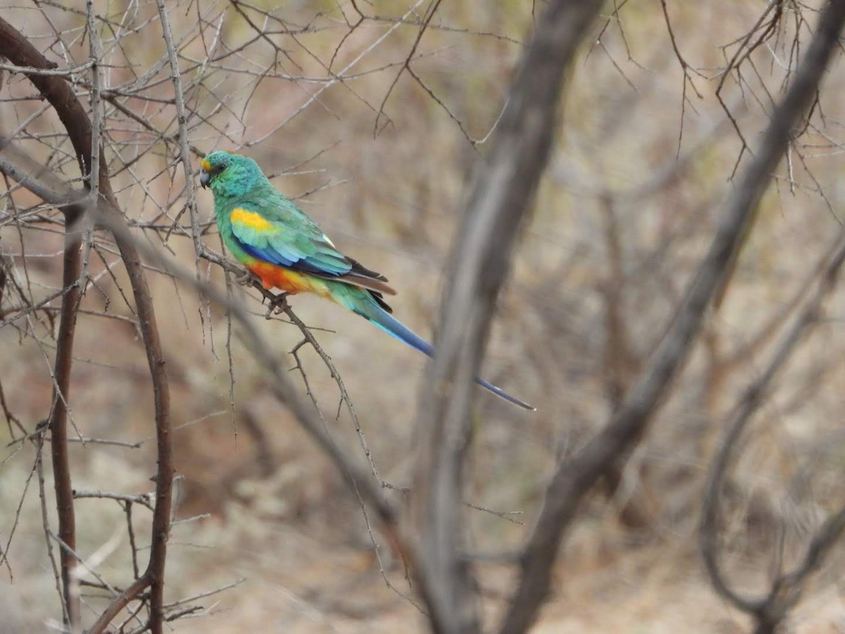 Mulga Parrot - ML609742629