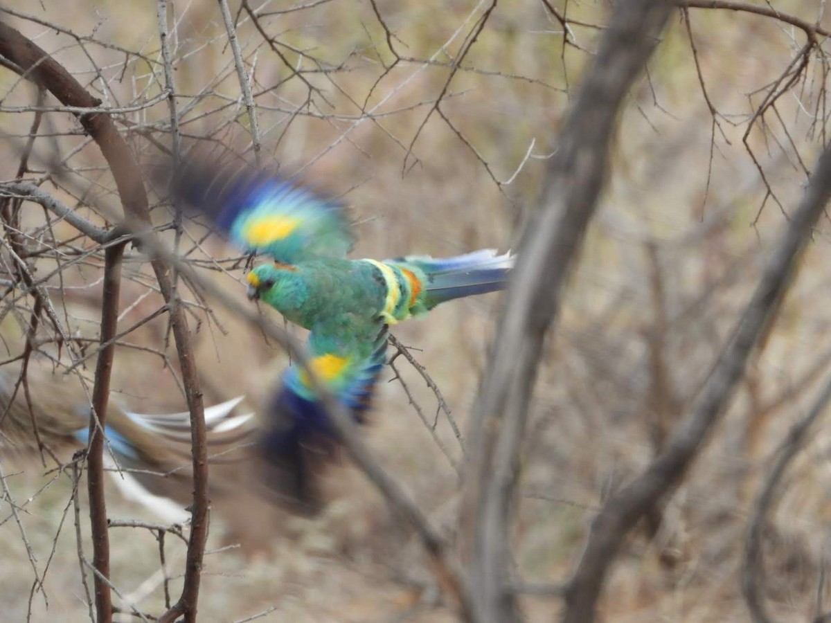 Mulga Parrot - ML609742630