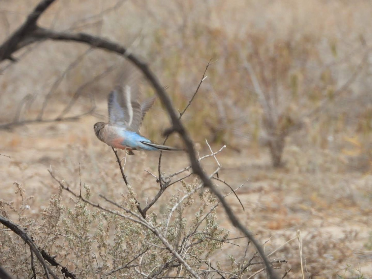 Mulga Parrot - ML609742632