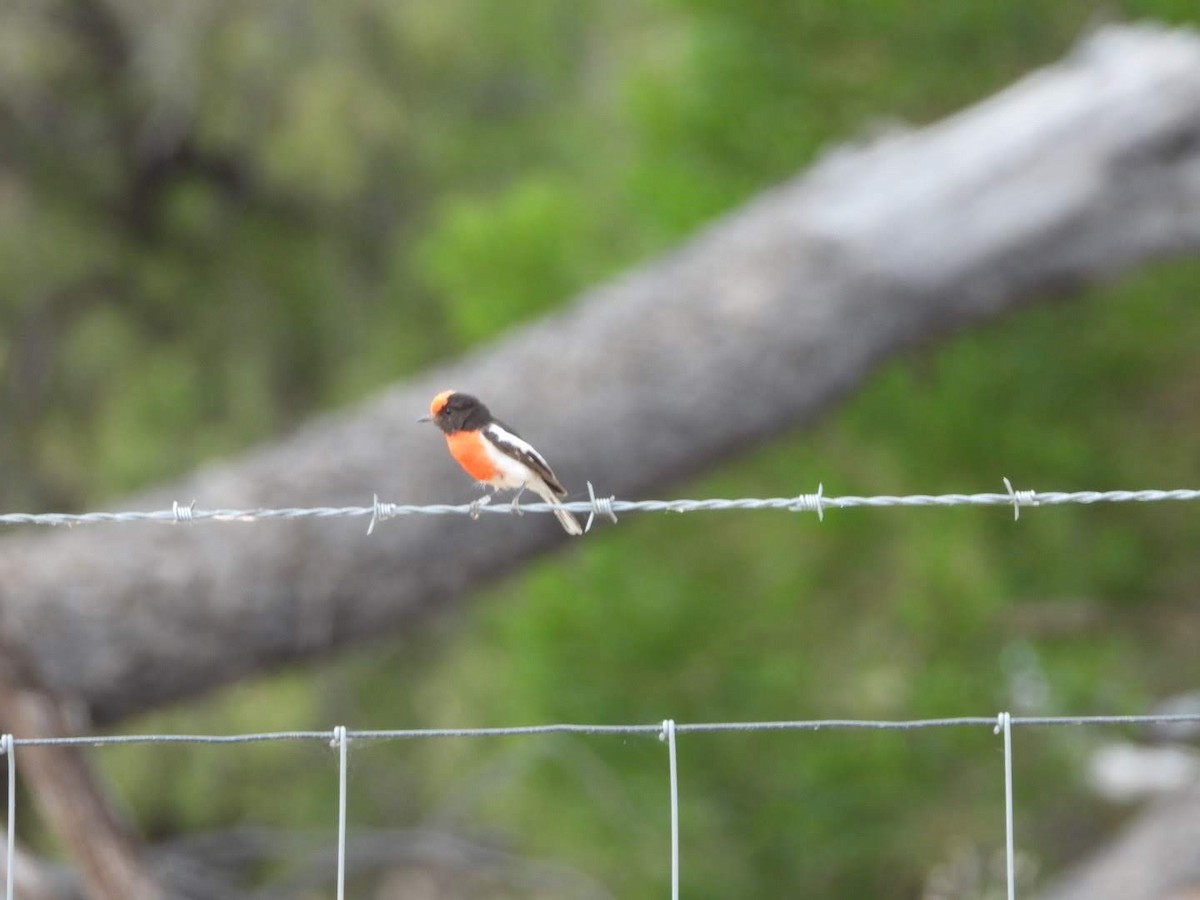 Red-capped Robin - ML609742637