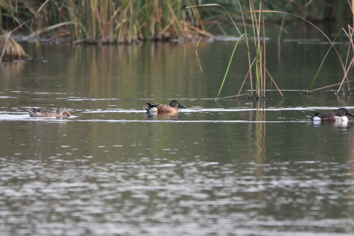 Northern Shoveler - Pedro Martins