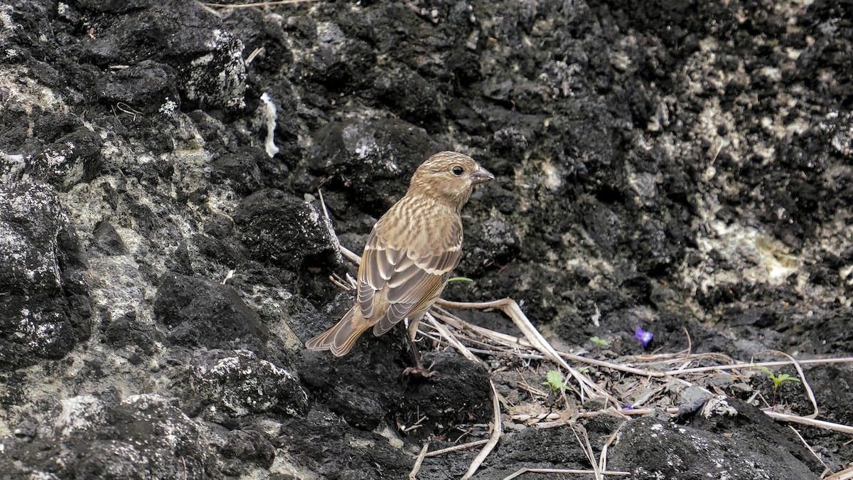 Common Rosefinch - 父島 迷鳥