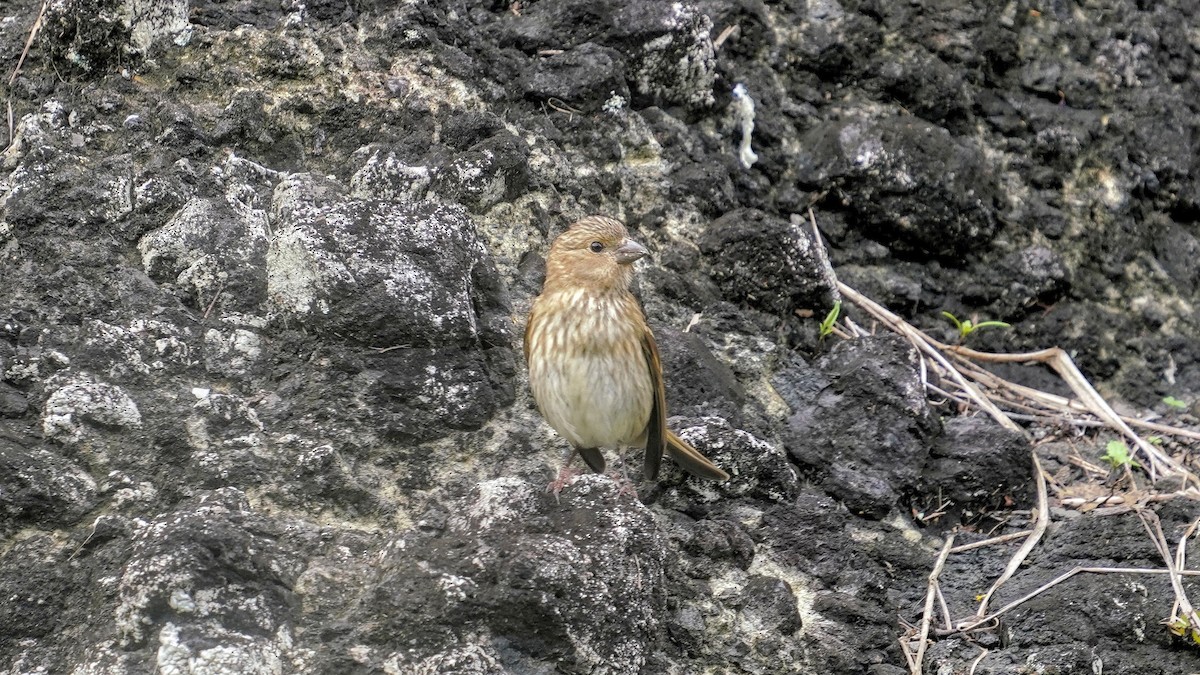 Common Rosefinch - 父島 迷鳥