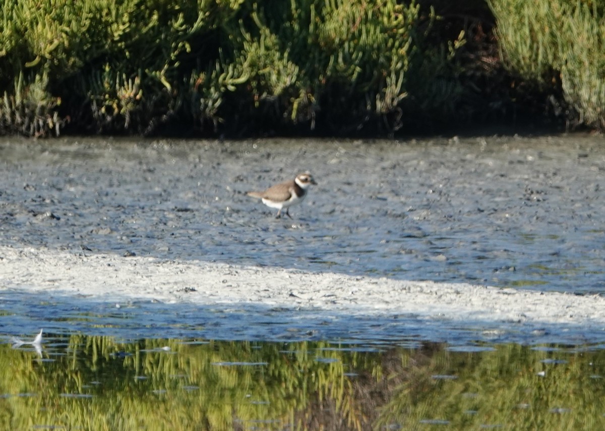 Common Ringed Plover - ML609742791