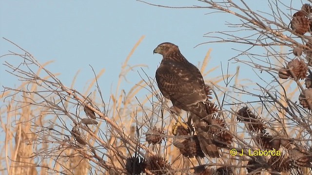 Eurasian Goshawk - ML609742859