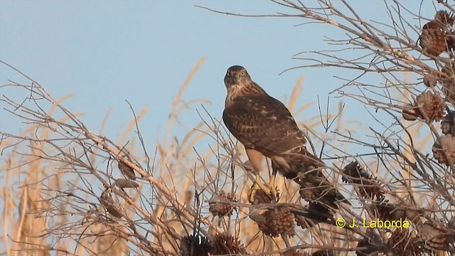 Eurasian Goshawk - ML609742860