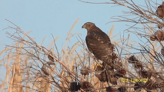 Eurasian Goshawk - ML609742861