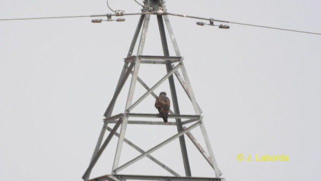 Common Buzzard - ML609743012